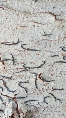 Common Script Lichen