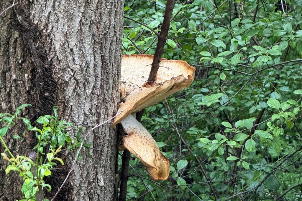 Dryad's Saddle · June 2026 · photo: Photo: (c) Cole Wolf, some rights reserved (CC BY) · iNaturalist