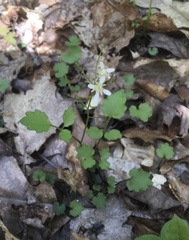 Cardamine flagellifera
