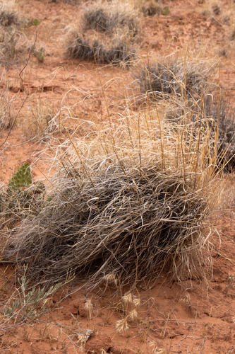 Sporobolus contractus