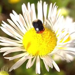 Geocoris erythrocephalus