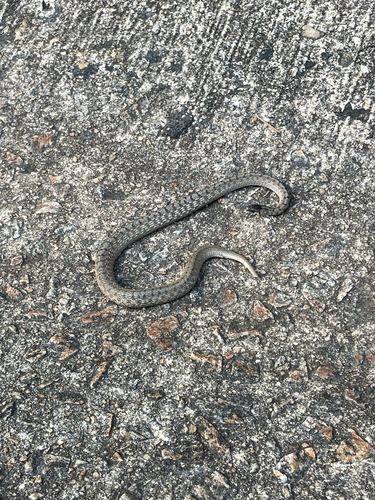 Brown Snake