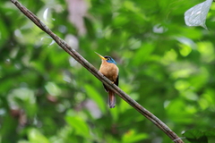 Galbula cyanicollis