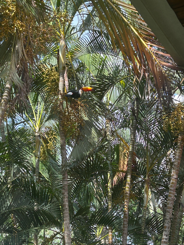 Toco Toucan
