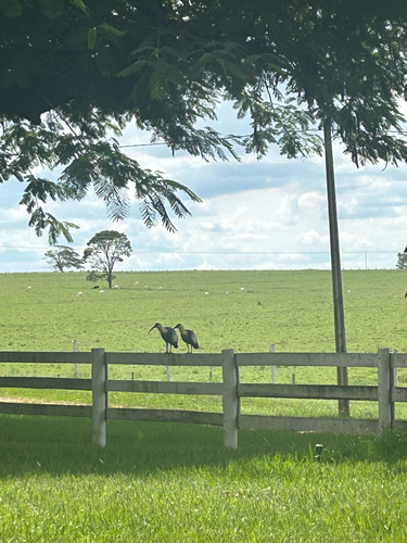 Buff-necked Ibis
