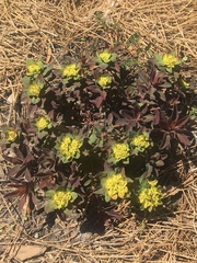 Helioscopia