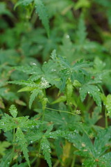 Hydrocotyle geraniifolia