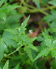Hydrocotyle geraniifolia