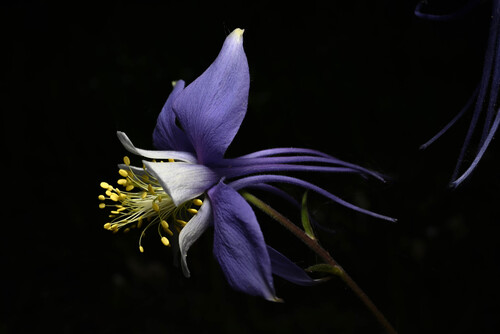 Aquilegia coerulea