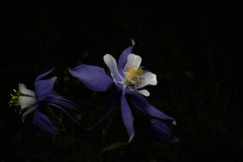 Aquilegia coerulea