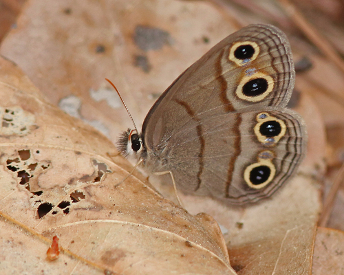 Little Wood Satyr, photo 10 of 10