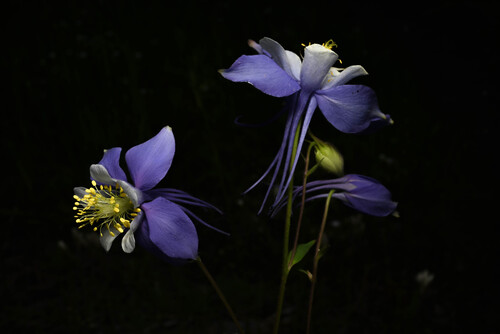 Aquilegia coerulea