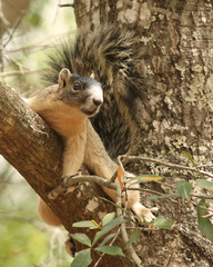 Sciurus niger shermani
