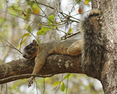 Sciurus niger shermani