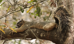 Sciurus niger shermani