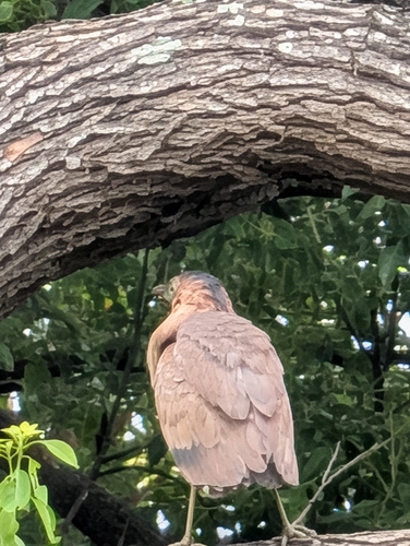 Malayan Night Heron