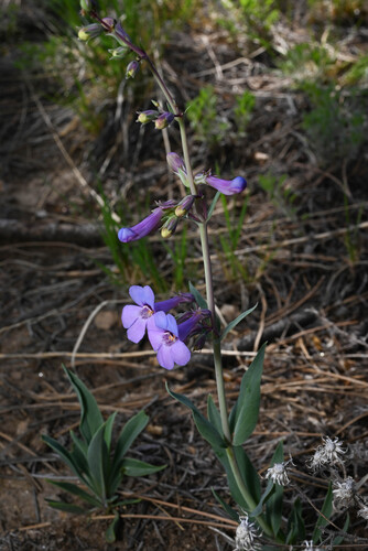 Penstemon secundiflorus, photograph 3