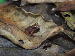 Pristimantis hampatusami