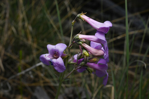 Penstemon secundiflorus, photograph 4