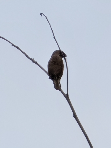 Scaly-breasted Munia