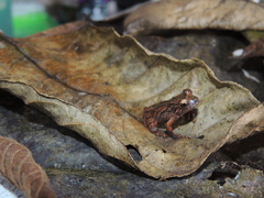 Pristimantis hampatusami