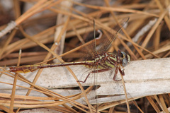 Phanogomphus minutus