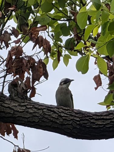 Light-vented Bulbul