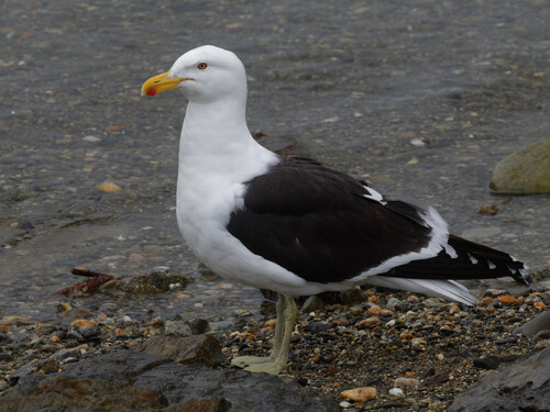 iNaturalist: (c) alanvannorman, some rights reserved (CC BY-NC) iNaturalist image