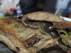 Pristimantis hampatusami