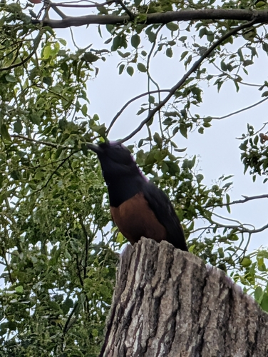 White-rumped Shama