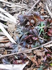 Trollius riederianus