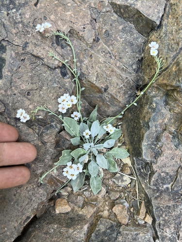 white bladderpod