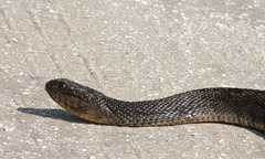 Nerodia floridana