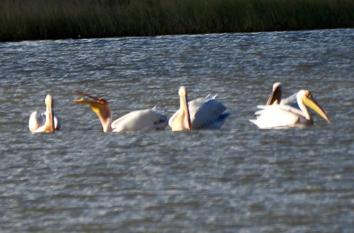 iNaturalist image
