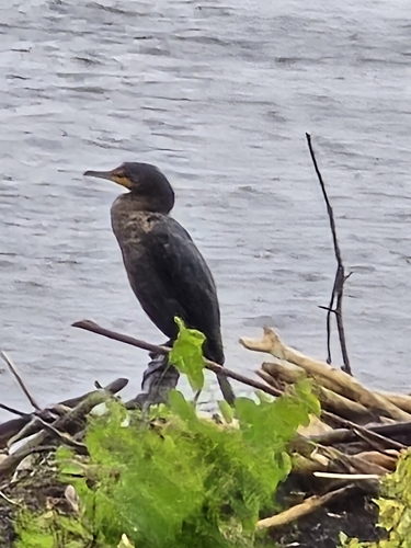 Double-crested Cormorant