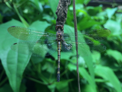 Macrothemis