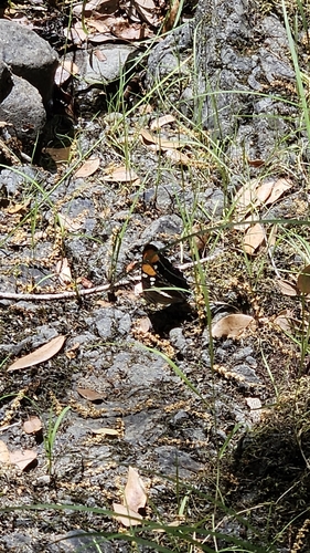 iNaturalist observation photo of California Sister