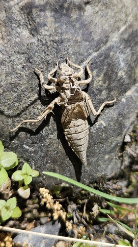 iNaturalist observation photo of Dragonflies