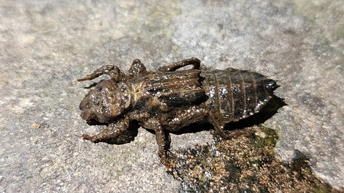 iNaturalist observation photo of Octogomphus