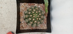 Gymnocalycium