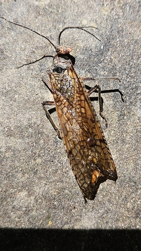 iNaturalist observation photo of California Giant Stonefly
