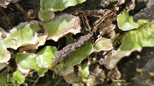 iNaturalist observation photo of Rhyacophila