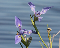 Iris savannarum