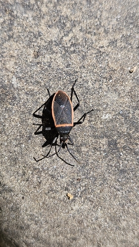 iNaturalist observation photo of California Bordered Plant Bug