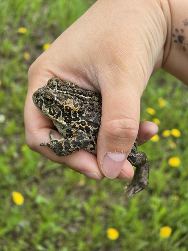 Western Toad