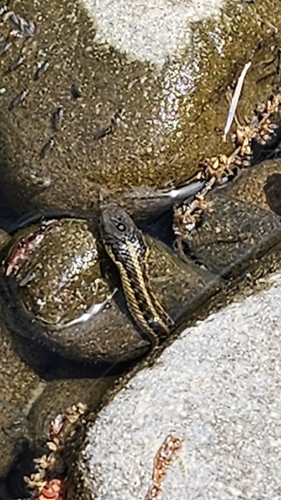 iNaturalist observation photo of Aquatic Garter Snake