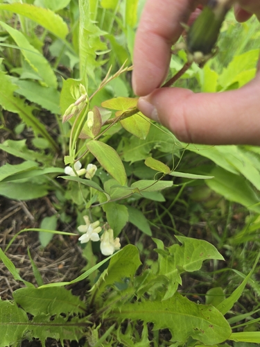 pale vetchling