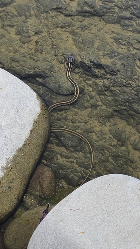 iNaturalist observation photo of Aquatic Garter Snake