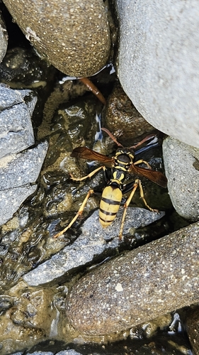iNaturalist observation photo of Western Paper Wasp
