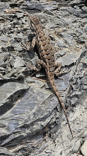 iNaturalist observation photo of Western Fence Lizard